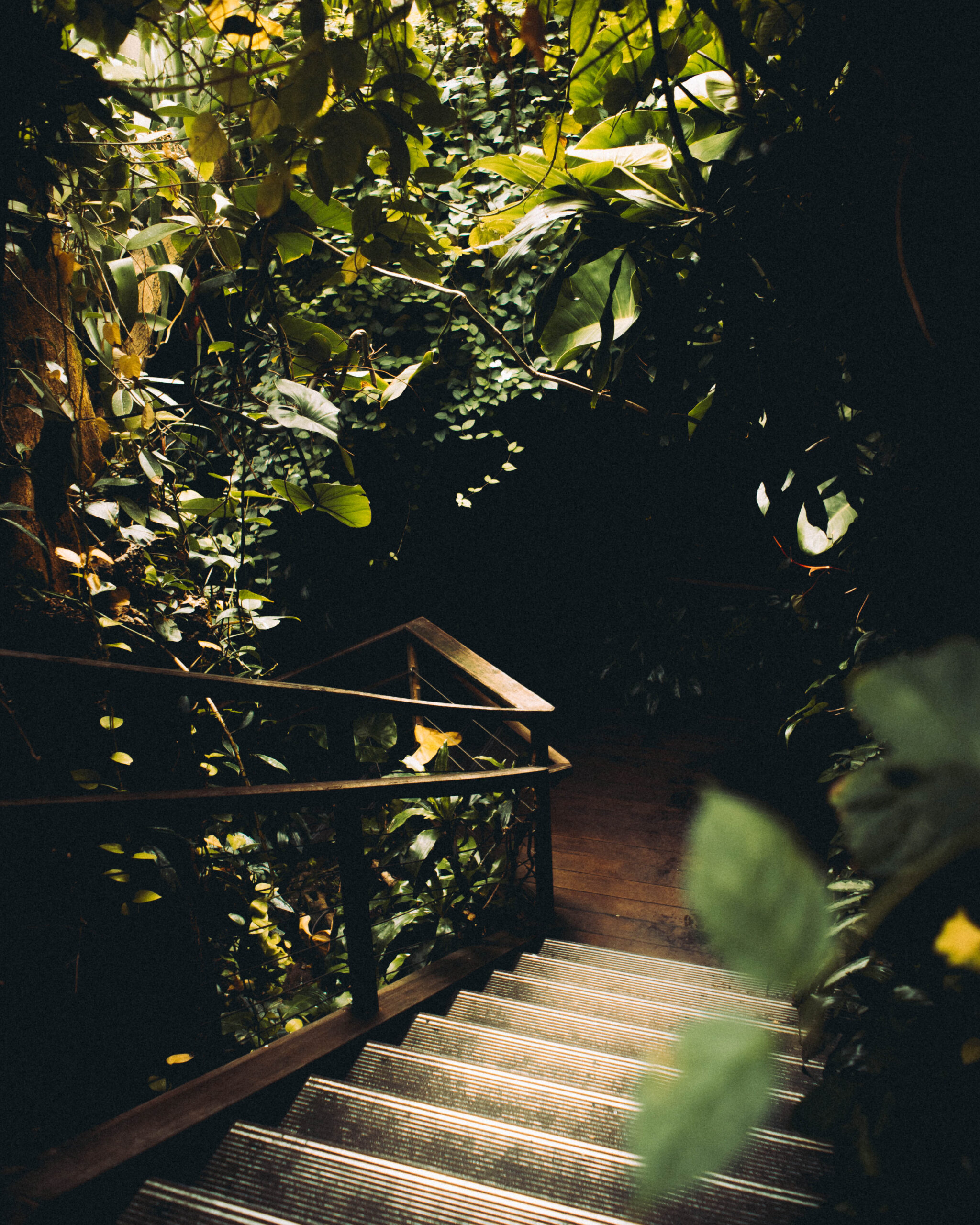 White Rabbit Moments: Following Curiosity Leads to Unexpected Growth